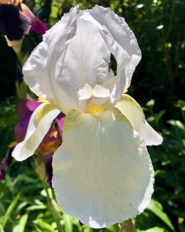 Weiße Iris